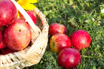 Fresh farm apples in a basket. The concept of supporting local producers and traditional values. Selective focus.