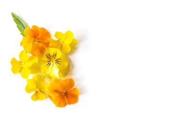 Yellow Viola pansy flower creative composition. Colorful spring flowers isolated on white background. Springtime concept. Top view, flat lay with copy space