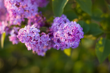 Selective, soft focus on a purple lilac flower and green, sunlit, out of focus golden leaves in the background