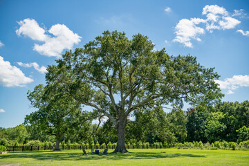 Fototapeta na wymiar Beautiful Tree in Spring Time in Louisiana