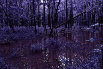 Color Infrared Image of foggy wett forest. Series of images from foggy wett forest shot on vintage...