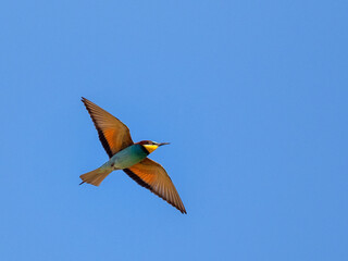 european bee-eater (Merops Apiaster) flying