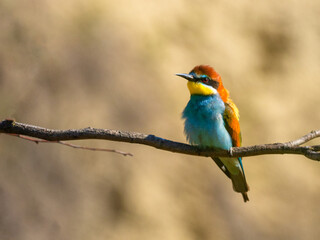 European bee-eater (Merops apiaster) on the branch