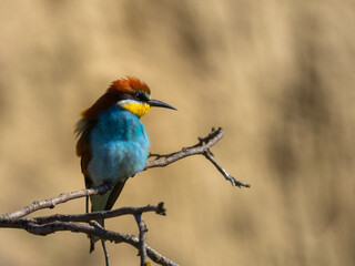 European bee-eater (Merops apiaster) on the branch