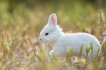 Little rabbit on green grass in summer day