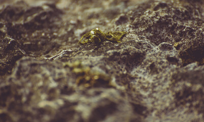Close up of a mossy seagrass texture on the rocks