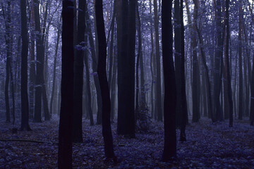 Obraz premium Color Infrared Image of foggy forest. Series of images from forest shot on vintage color infrared film.