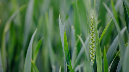 Green wheat field close up.