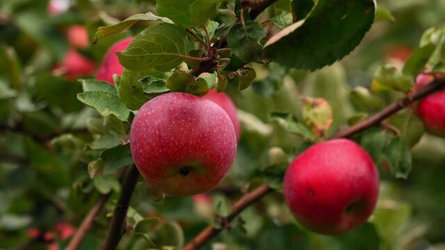 CU Ripe apples on branch / Saarburg, Rhineland-Palatinate, Germany