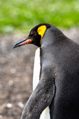 Portrait of a King Penguin at Volunteer Point, Falkland Islands