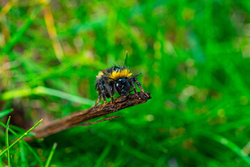 Large Yellow Orange and Black Striped Honey Bee Close up Marco Portrait View