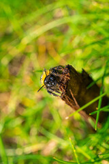 Large Yellow Orange and Black Striped Honey Bee Close up Marco Portrait View