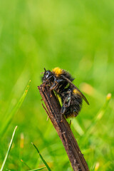 Large Yellow Orange and Black Striped Honey Bee Close up Marco Portrait View
