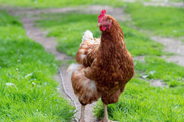 Chickens walking in the garden. Chickens in rural areas