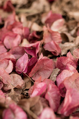 Bougainvillea Magnoliophyta flowers in the floor, background