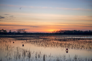 Sunset Sky Reflected in the Rice Fields of Acadia Parish Louisiana