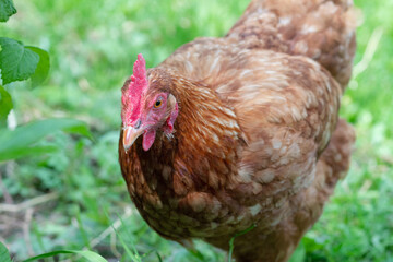Chickens walking in the garden. Chickens in rural areas