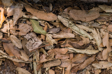oak leaves background