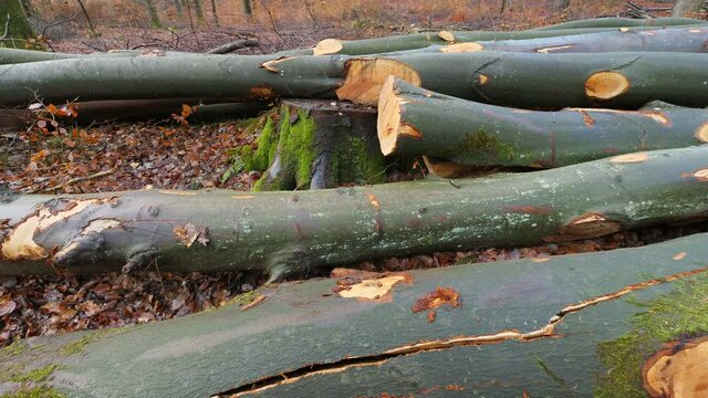 MS Logs in forest / Serrig, Rhineland-Palatinate, Germany