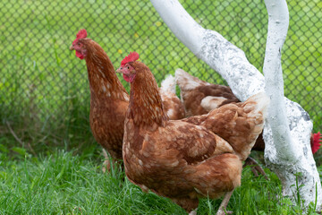 Chickens walking in the garden. Chickens in rural areas