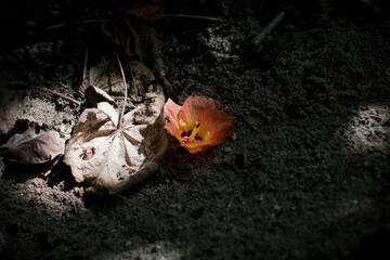 Orange hibiscus flower on path in the ray of light