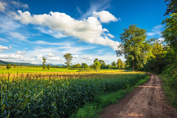 Dirt Road in the Farm