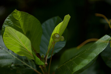 Tropic leaves with fruitage