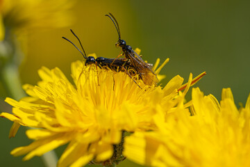 Black Soldier Fly Flies insect Hermetia Illucens mating on yellow dandelions