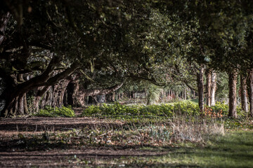 trees in the woods  park