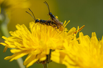 Black Soldier Fly Flies insect Hermetia Illucens mating on yellow dandelions