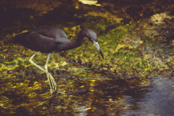 Beautiful black heron walking on mossy rocks, surrounded by clear blue water of a Mexican river, Xel-ha 