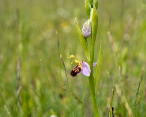 Close up low level marco viewe of bee orchid plant growing wild in green grass field