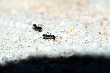 Close-up of two black ants
