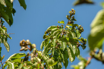 A branch of a tree struck by aphids against the blue sky