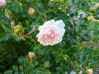 delicate bud of blossoming roses of Swany variety