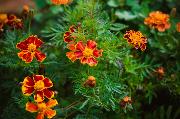 beautiful orange marigold flowers blooming