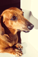 portrait of a old dachshund