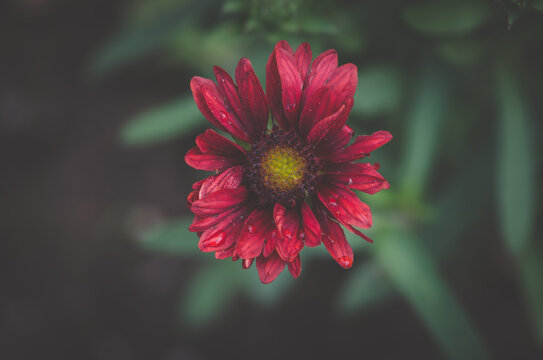 beautiful blooming red cocarda flower