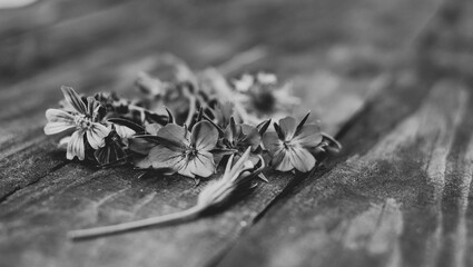
field flowers of many colors on wooden background