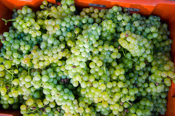 ripe grapes harvest in autumnal time