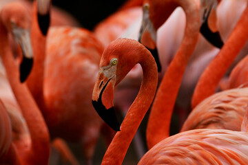 close up of flamingo © avkash
