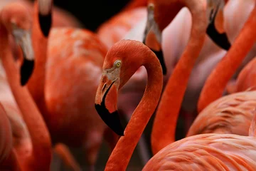 Gardinen Nahaufnahme von Flamingos © avkash