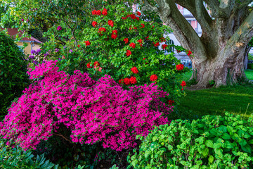 D, Bodensee, Lindau, Lindenhofpark, Bad Schachen, opulente Frühlingsblüte mit Funkien (Hosta) und Azallen im Garten / Park von Hotel Bad Schachen am Bodensee mit knorriger alter Platane