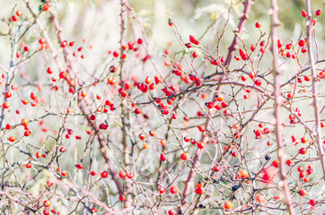 red briar fruit in autumnal time