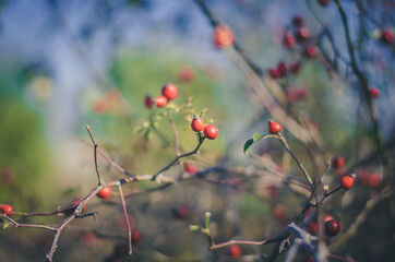 scenic pastel rone red briar fruit in autumnal time