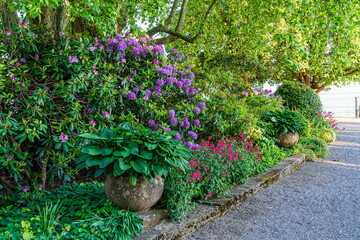 D, Bodensee, Lindau, Lindenhofpark, Bad Schachen, opulente Frühlingsblüte mit Funkien (Hosta) und Azallen im Garten / Park von Hotel Bad Schachen am Bodensee