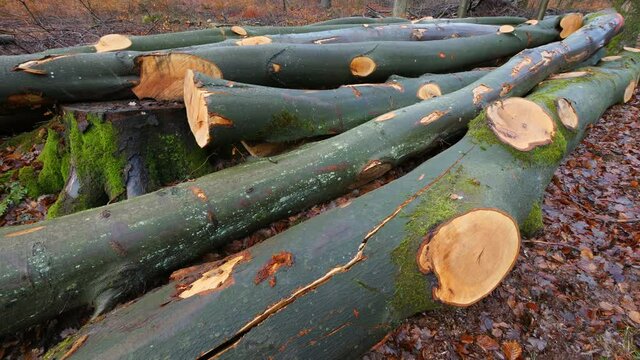 MS Logs in forest / Serrig, Rhineland-Palatinate, Germany
