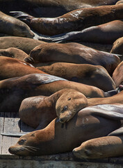 San Fransisco bay Seals