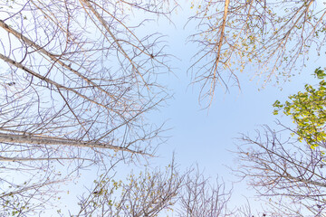 The forest is in the fall. Dry tree in autumn. Straight, outstretched forests.