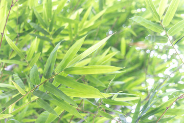 Beautiful bamboo leaves background and texture. Bamboo forest with natural light in soft blur style.
